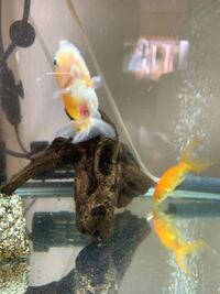 金魚 桜錦 が3 4日前までは 水面にいる方が多かったのですがそれ以降下に沈 Yahoo 知恵袋