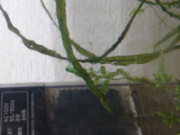 金魚と一緒に飼えるプレコはいますか あと 何円ですか メジャーどころでい Yahoo 知恵袋