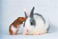 うさぎは夜は真っ暗の方がいいのでしょうか 一緒に寝たいので 少し隣の部 Yahoo 知恵袋