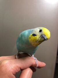 セキセイインコ のレインボー 生後7ヶ月です 性別わかる方教えてください Yahoo 知恵袋