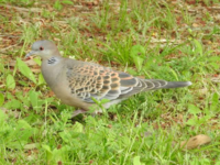 この時期に ホーホーホッホーと鳴く鳥は何と言う鳥なのでしょうか 今日も木が多く Yahoo 知恵袋