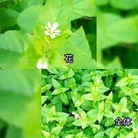 白い花でツタの植物って何ですか 教えてください ツタはツタ Yahoo 知恵袋