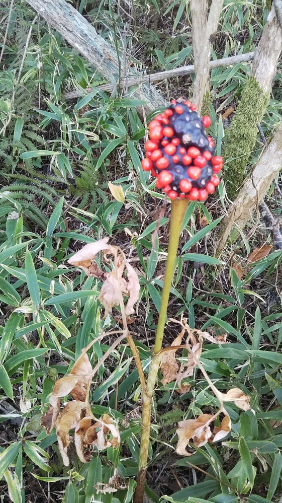 山でこんな植物を見つけました 赤い実がブツブツ付いていました 何という植物で Yahoo 知恵袋