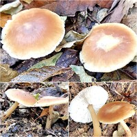 このキノコの名前を教えてください 松と杉と広葉樹の混じった森に生えていました Yahoo 知恵袋