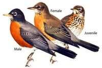 鳥の刷り込みは成鳥になってからも続くのでしょうか 野生の鳥だと Yahoo 知恵袋