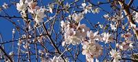 今の時期 桜の花が咲いて ます季節外れですよね 九州の方みたい Yahoo 知恵袋