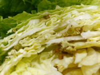 写真あり 先日購入した白菜に茶色のジェルの様な物が混入していまし Yahoo 知恵袋