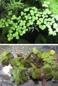 植物 水草 浮き草に詳しい方 これは何という品種になりますか アマ Yahoo 知恵袋