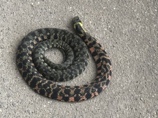 先日我が家の庭でとぐろを巻いていた蛇なのですが この蛇の名前が分か Yahoo 知恵袋