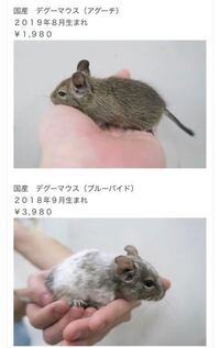 飼っているデグーが子供を産み 育児中です 現在生後10日ほどの赤ちゃんが計7 Yahoo 知恵袋