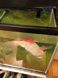 金魚がひっくり返ったまま元に戻りません 肛門辺りが赤く腫れて Yahoo 知恵袋