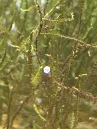 金魚鉢に川で捕まえたミナミヌマエビとメダカを飼っていたら小さ Yahoo 知恵袋