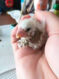 文鳥が凶暴でどうしようもないです 雛から１年近く飼っていて 可 Yahoo 知恵袋