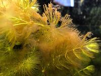 カモミールに付く小さな虫がいるんですが 対処方を教えてください Yahoo 知恵袋