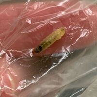 ドングリから出てきたこの子は 大人になると何になりますか ハイイロチョ Yahoo 知恵袋