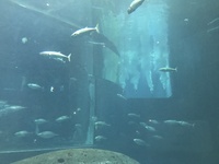 初デートに行く水族館はどこの水族館がいいでしょうか 2人ともまだお互 Yahoo 知恵袋