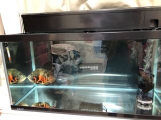 90センチ水槽でオスカーを飼っています 今体長は25センチぐらいです Yahoo 知恵袋