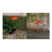 金魚の水槽の中に土管を入れています 最初はくぐったりそこで寝て Yahoo 知恵袋