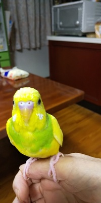 飼っているセキセイインコについて質問したいです お店ではイエローパ Yahoo 知恵袋