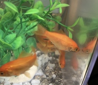 金魚が底でずっと横になっています 息はしているのですが可哀想な姿にな Yahoo 知恵袋