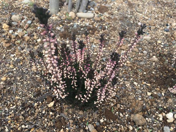 色が悪い気がしますがこんなもんですか 花の名前は忘れました Yahoo 知恵袋