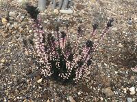 カルーナブルガリスの鉢植えですが緑色の葉が最近半分位茶色くなってきまし Yahoo 知恵袋