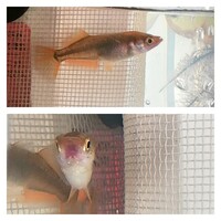 1週間 めだかにえさをあげられないんですけど 1週間もすると やっぱり Yahoo 知恵袋