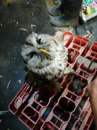 野生のフクロウが家にいました 父親が鶏肉を少しあげたんですが ほっといて自然 Yahoo 知恵袋