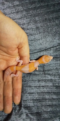 冷凍コオロギの解凍について 現在レオパとニシアフの朝に冷凍 Yahoo 知恵袋