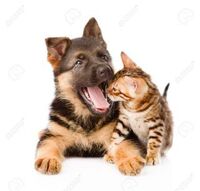 犬があくびをするのは落ち着かないとか緊張とかを表すそうですが伸びをする Yahoo 知恵袋