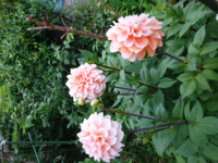 ダリアが大好きで毎年鉢植えを買うのですが どうしても この時期になると Yahoo 知恵袋