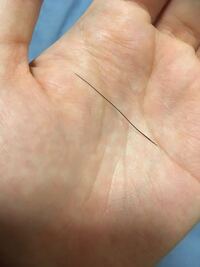 クロゴキブリの触覚って太くて硬いですか また触覚が抜けることありま Yahoo 知恵袋