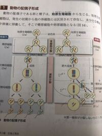 ず ではじまる動物または生物を教えて下さい ズキンアザ Yahoo 知恵袋