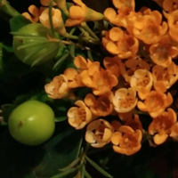 このオレンジ色の花の名前と 緑色の実のような植物の名前をご存じの方 いま Yahoo 知恵袋