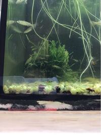 湧き水水源地で拾ったカワゴケ モスフィラー を水槽に入れた瞬間 ミナミヌマエ Yahoo 知恵袋