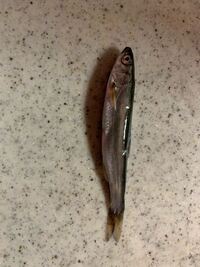 太刀魚釣りをするんですが キビナゴを餌にしてます キビナゴが釣具屋で300円く Yahoo 知恵袋