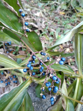 この青い実をつけた植物の名前を教えて下さい ヤブミョウガ H Yahoo 知恵袋