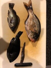 ウミタナゴはどうやって料理するのが一番おいしく食べられますか ウミタ Yahoo 知恵袋