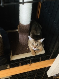 猫がお腹を触らせてくれるのは信頼の証ですか そうですとも Yahoo 知恵袋