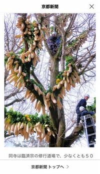 銀杏は干さないと食べられませんか 今日 神社で銀杏を拾いました Yahoo 知恵袋