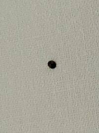 部屋の天井にこのような虫がついていたのですが これは普通のてんとう Yahoo 知恵袋