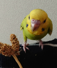 セキセイインコについてです セキセイインコの名前で パ行の名前を探してい Yahoo 知恵袋