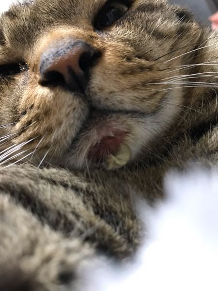猫の下あごに小豆程の大きさのしこりができています（汗）何か病気 