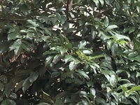 植物に詳しい方お願いします 久々に実家に戻ったら見たことのない木が Yahoo 知恵袋
