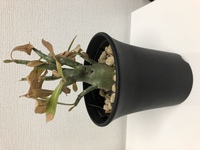 観葉植物ってどのくらいの寿命があるのでしょうか うちには雑 Yahoo 知恵袋