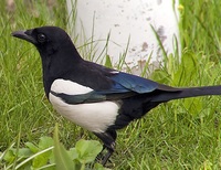人が食用にカササギを食べるという事例はありますか 広義としてカラス科のカ Yahoo 知恵袋
