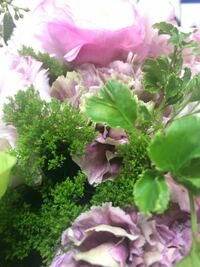 お花のアレンジメントをいただいたのですが 左側のパセリのような緑のお花と右側 Yahoo 知恵袋