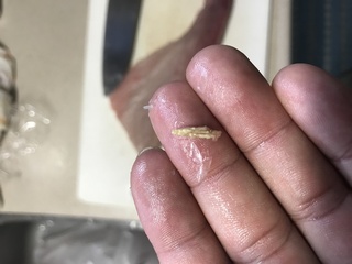 虫 ブリ 寄生