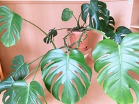 観葉植物初心者です モンステラについて教えてください いただ Yahoo 知恵袋