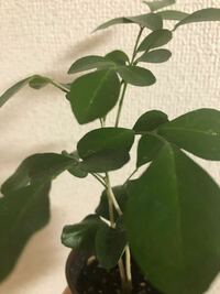 Foliageplant 観葉植物という意味 の読み方 Yahoo 知恵袋